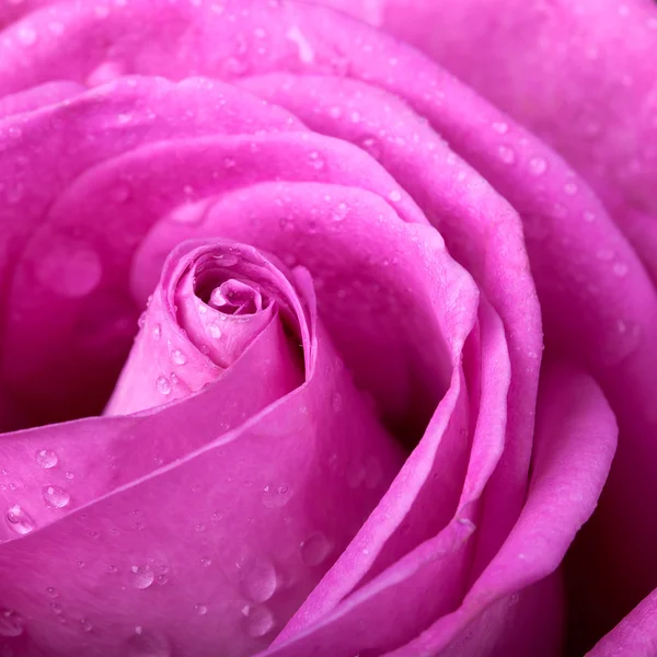 Pink rose Palette — Stock Photo, Image