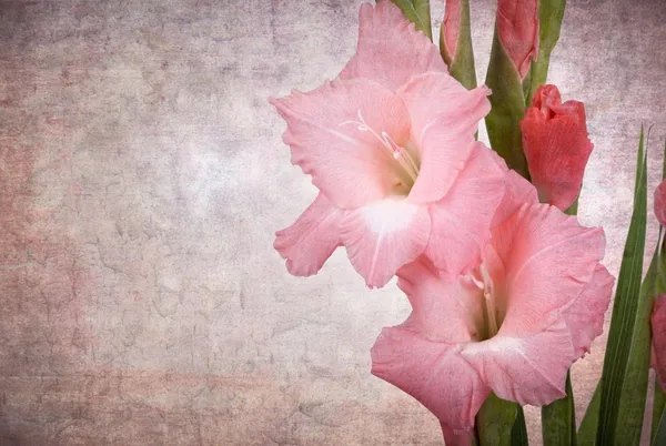 Vintage gladiolus — Stockfoto