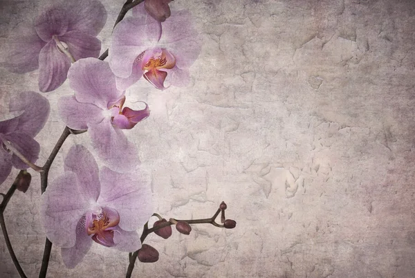 Orchidee vintage — Foto Stock
