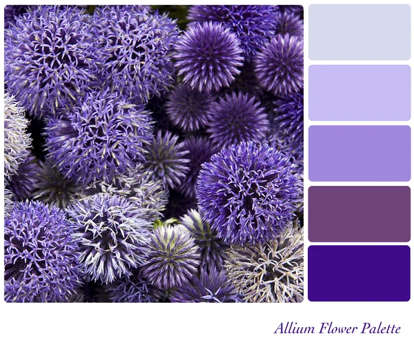 Palette de fleurs d'allium — Photo