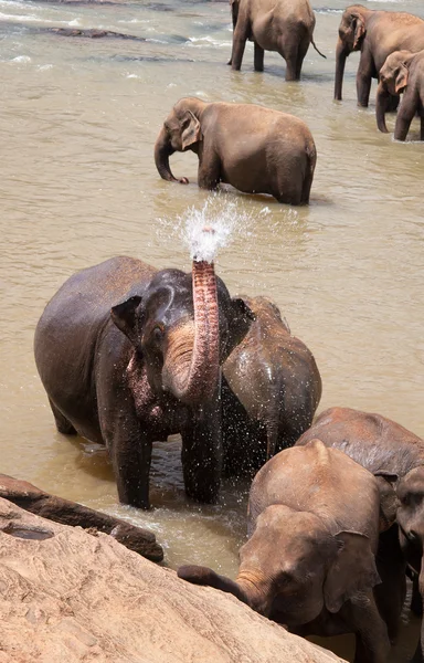 Elefante toma una ducha — Foto de Stock