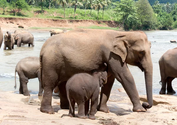 Mor elefant og baby - Stock-foto