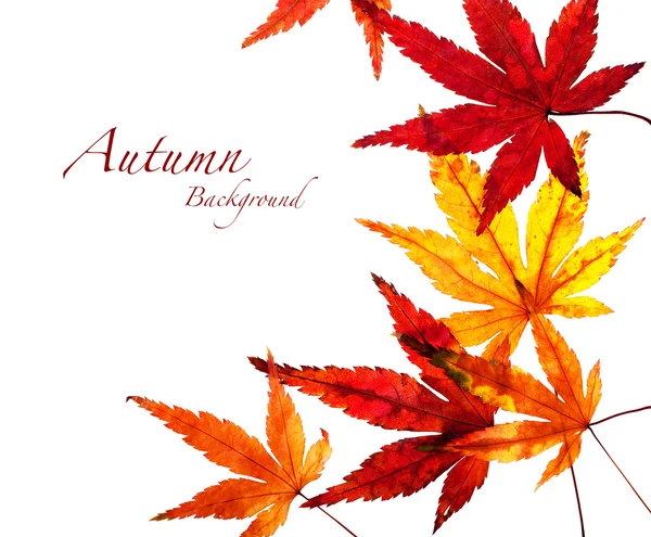 Japanese maple background — Stock Photo, Image