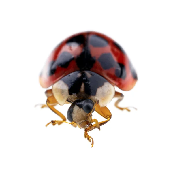 Ladybird macro — Stock Photo, Image