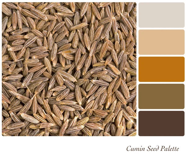 Palette de graines de cumin — Photo