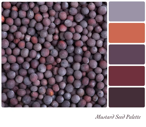 Mustard seed palette — Stock Photo, Image