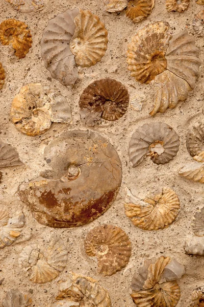 Ammoniteszek — Stock Fotó