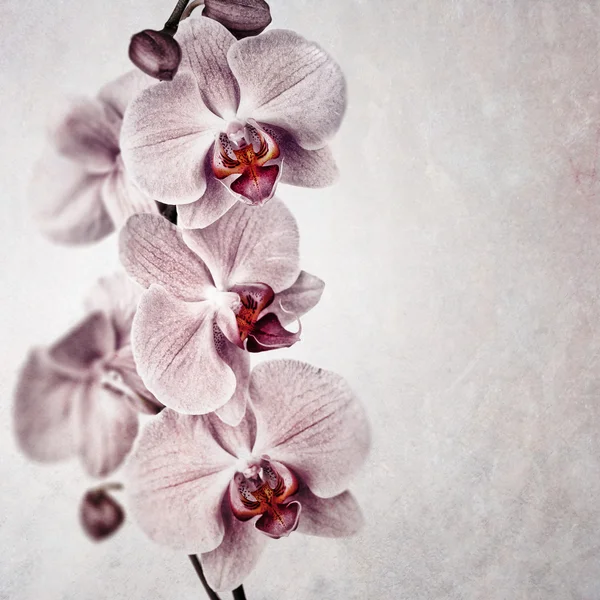 Roze orchid vintage — Stockfoto