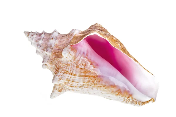 Conch оболонка на білому — стокове фото