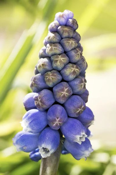 Grape hyacinth closeup — Stock Photo, Image