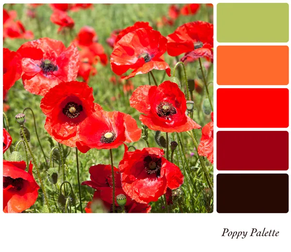 Poppy Palette — Stock Photo, Image