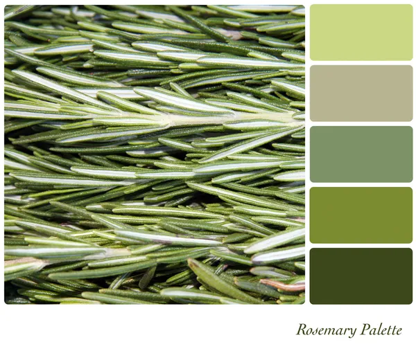 Rosemary paleta — Stock fotografie