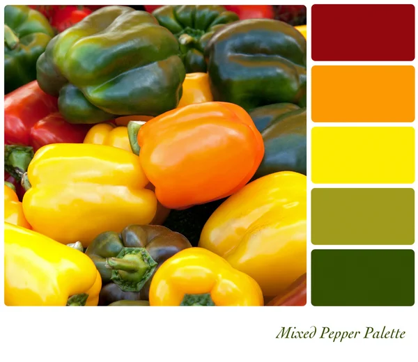 Mixed Pepper Palette — Stock Photo, Image