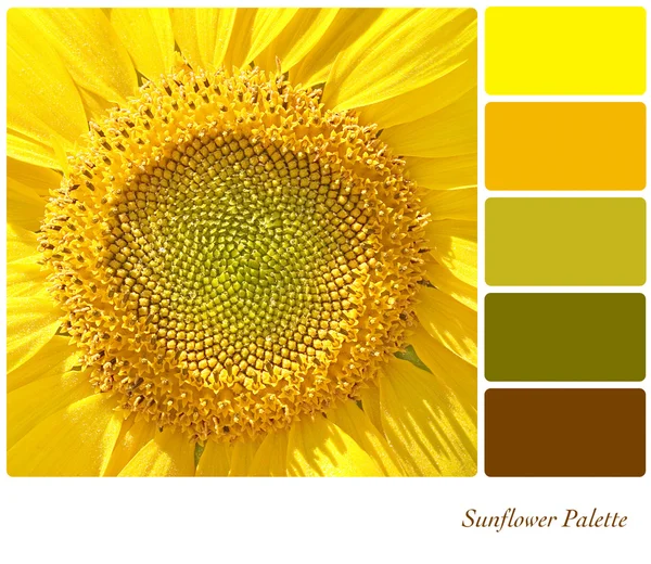 Sunflower palette — Stock Photo, Image