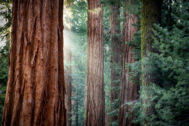 Giant Sequoias in early morning light clipart