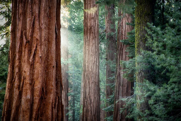Sequoias gigantes na luz da manhã cedo — Fotografia de Stock
