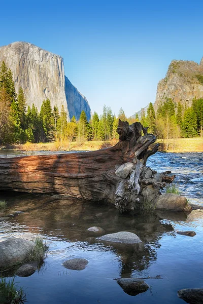 Omgevallen boom in merced rivier — Stockfoto