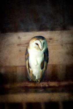 Barn owl vintage clipart