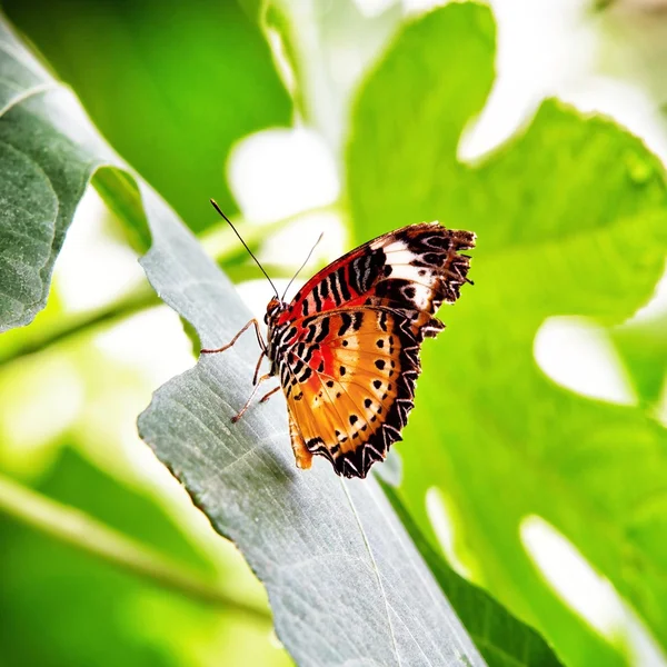 Leoparden-Schmetterling — Stockfoto