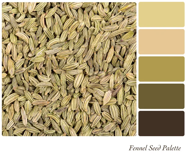 Paleta de semillas de hinojo — Foto de Stock