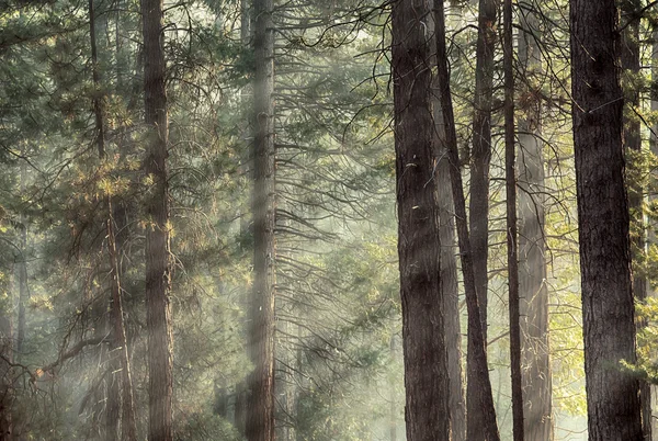 Yosemite pines in sunlight — Stock Photo, Image
