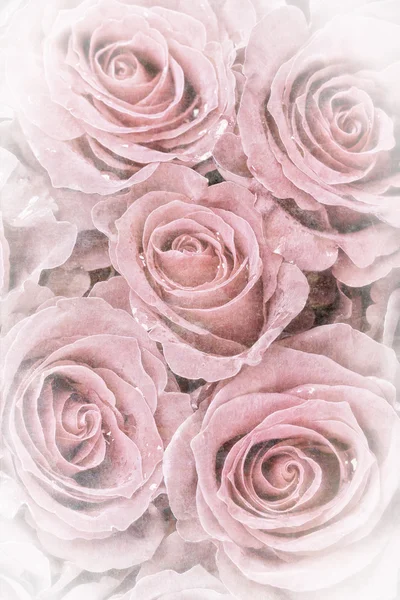 Faded roses — Stock Photo, Image