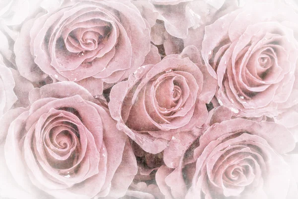 Faded roses — Stock Photo, Image