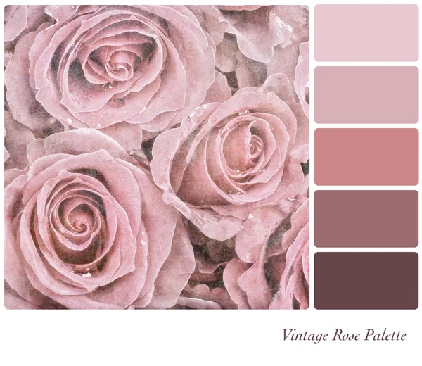 Paleta de rosa vintage — Fotografia de Stock