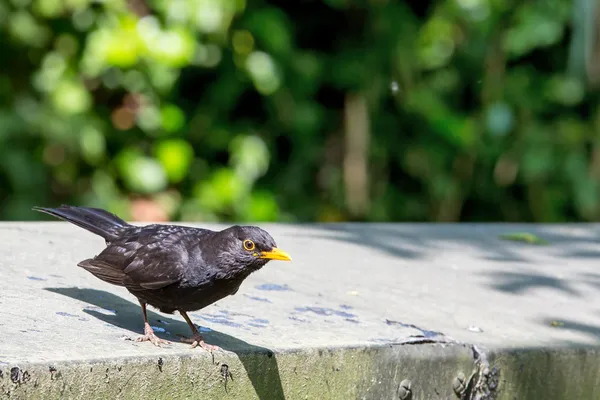 Чоловічий Blackbird — стокове фото