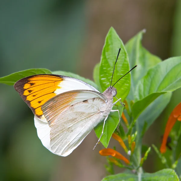 Reus oranjetipje vlinder — Stockfoto