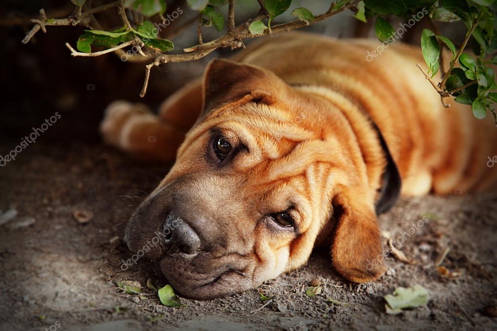 Shar Pictures Shar Stock Photos Images Depositphotos