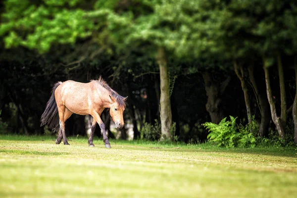 Nieuw forest pony — Stockfoto