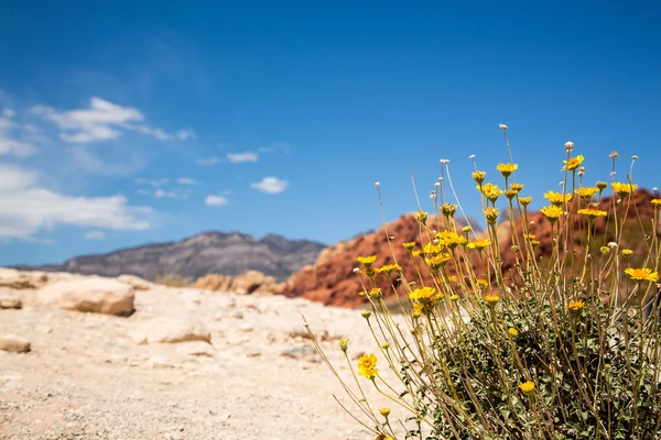 Польові квіти в червоний Каньйон — стокове фото