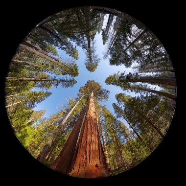 Giant Sequoia Fisheye clipart