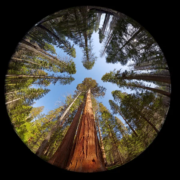 Giant Sequoia Fisheye — Stock Photo, Image