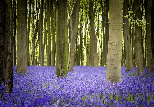 Campanas azules en el bosque — Foto de Stock