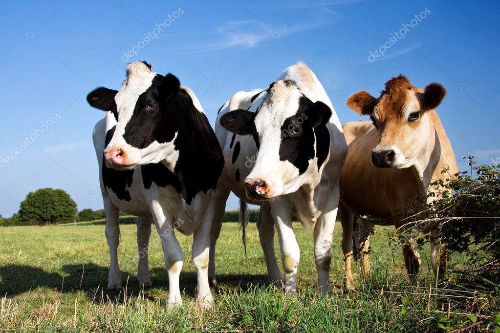 Cows Stock Photo by ©rixipix 30153993