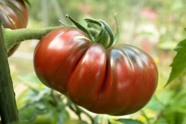 Zwarte Russische tomaat — Stockfoto