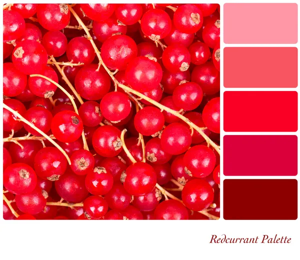 Redcurrant 팔레트 — 스톡 사진