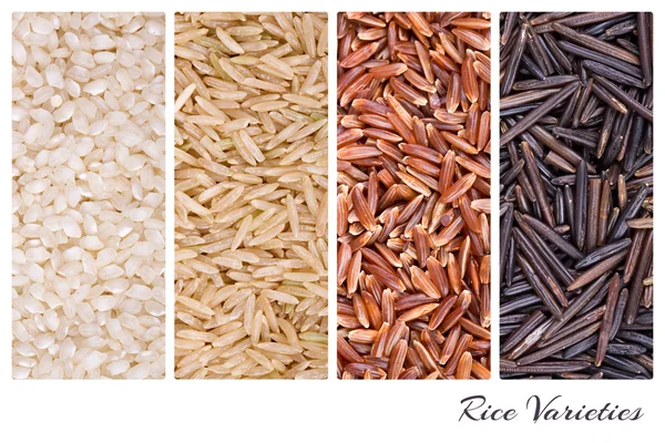 Pirinç çeşitleri kolaj — Stok fotoğraf