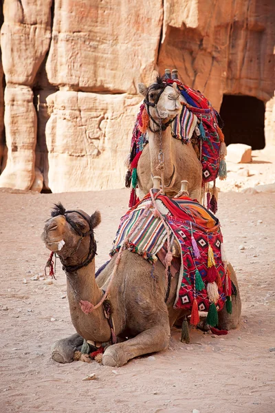 Верблюды в Петра — стоковое фото
