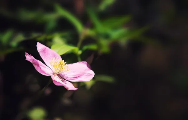 Rosa clematis à luz do sol — Fotografia de Stock