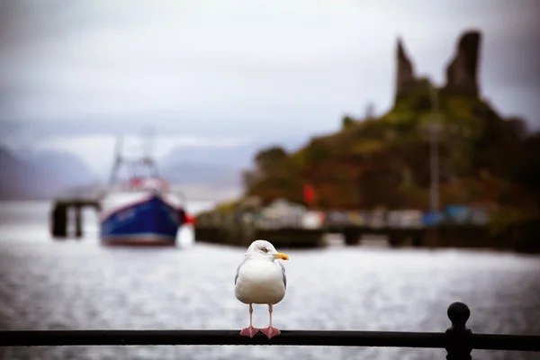 Seagull in castle moil — Stockfoto
