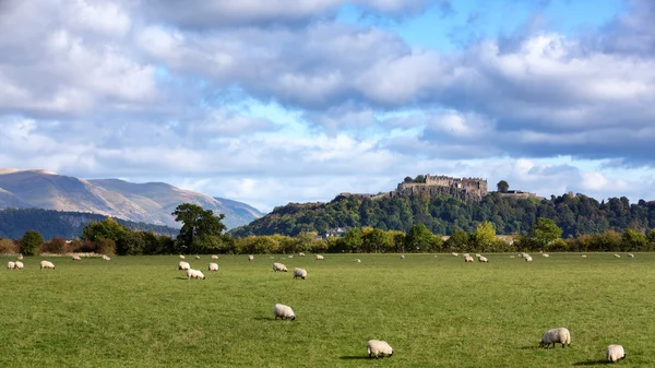 羊和斯特林城堡 — 图库照片