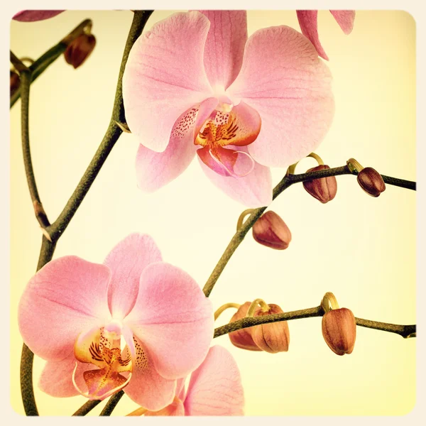 Orchid old photo — Stock Photo, Image