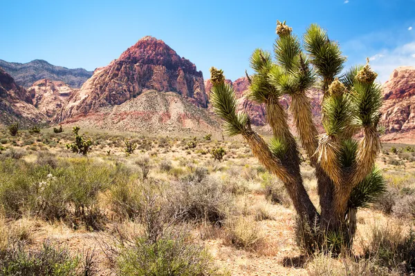 Joshua tree vörös szikla kanyon — Stock Fotó