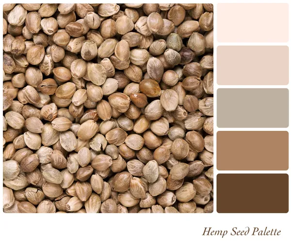 Paleta de sementes de cânhamo — Fotografia de Stock