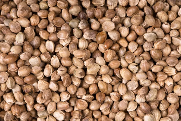 Hemp seed background — Stock Photo, Image