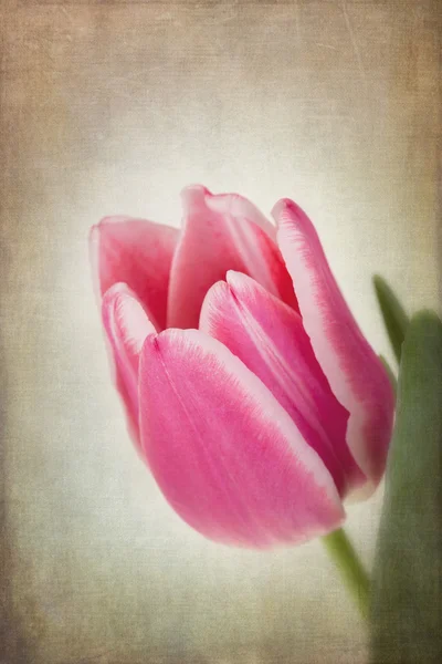 Tulips vintage — Stock Photo, Image