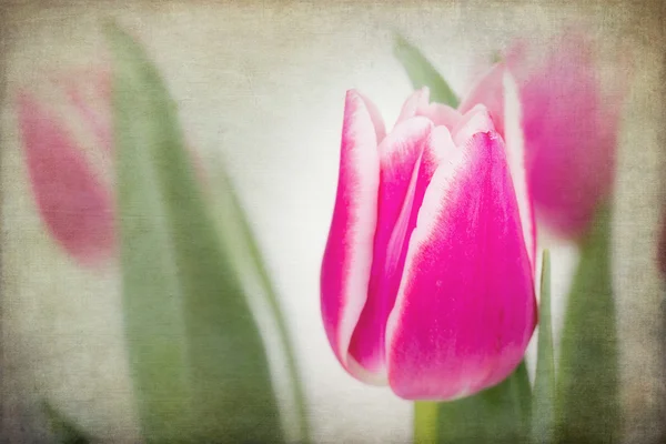 Tulips vintage — Stock Photo, Image